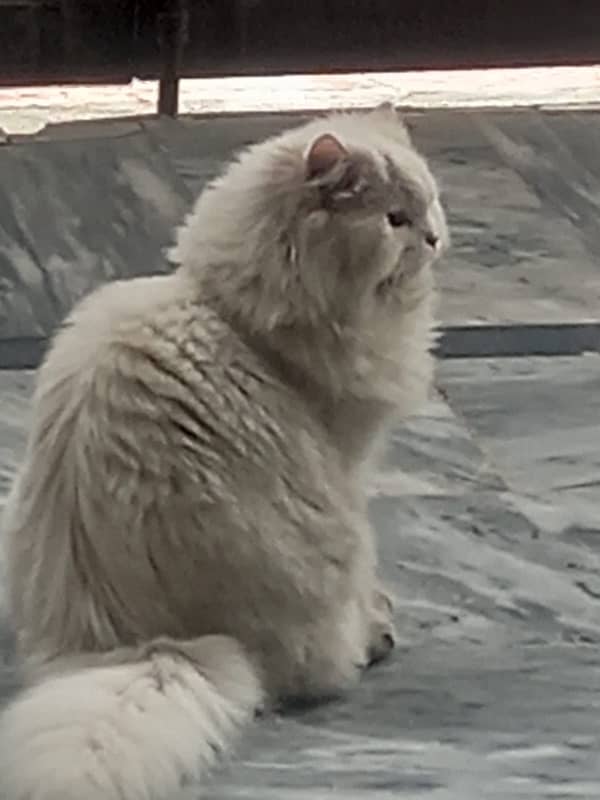 White Persian Cat | Male | Triple coated 3