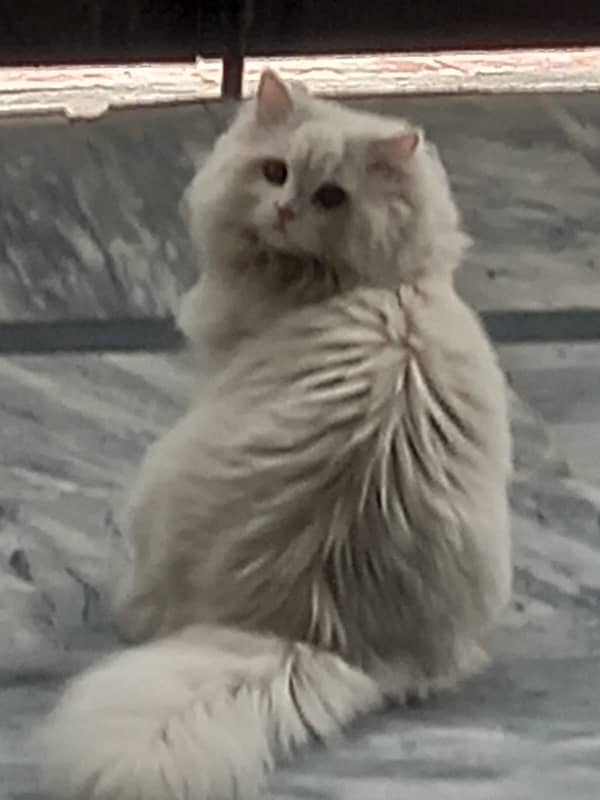 White Persian Cat | Male | Triple coated 4