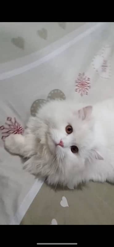 White Persian Cat | Male | Triple coated 5