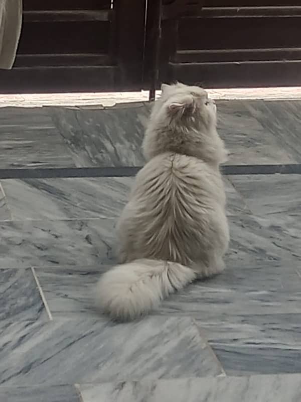 White Persian Cat | Male | Triple coated 6