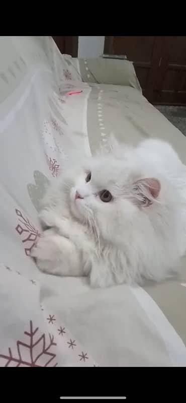 White Persian Cat | Male | Triple coated 7