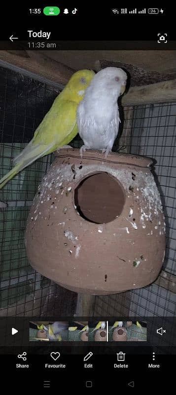 1 pair hai or 1 piece male hai Australion parrot contact 03043311043 2