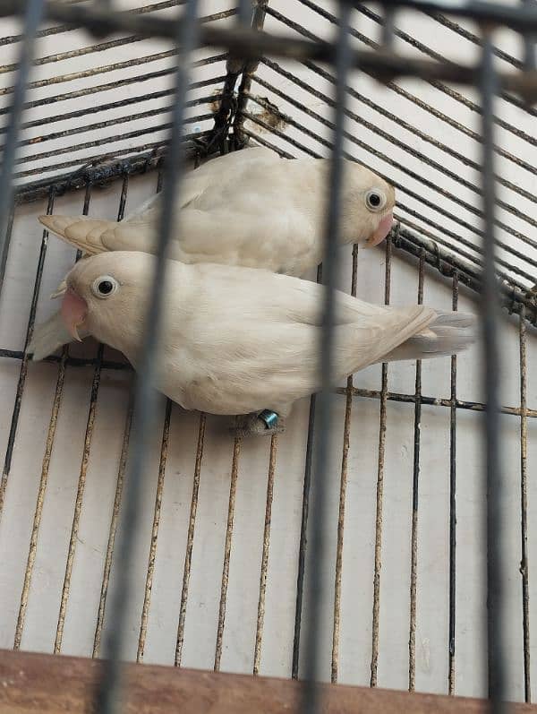 Albino black eye pair with cage 0