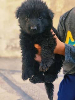 german shepherd puppies