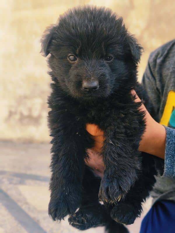 german shepherd puppies 1