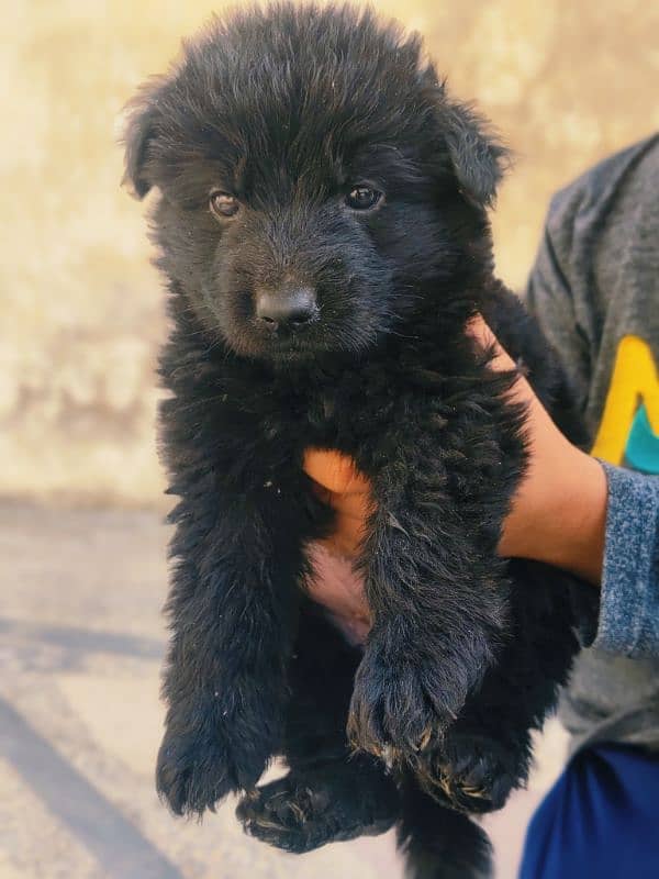 german shepherd puppies 2