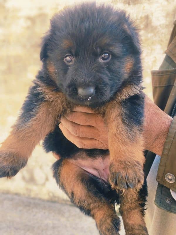 german shepherd puppies 3