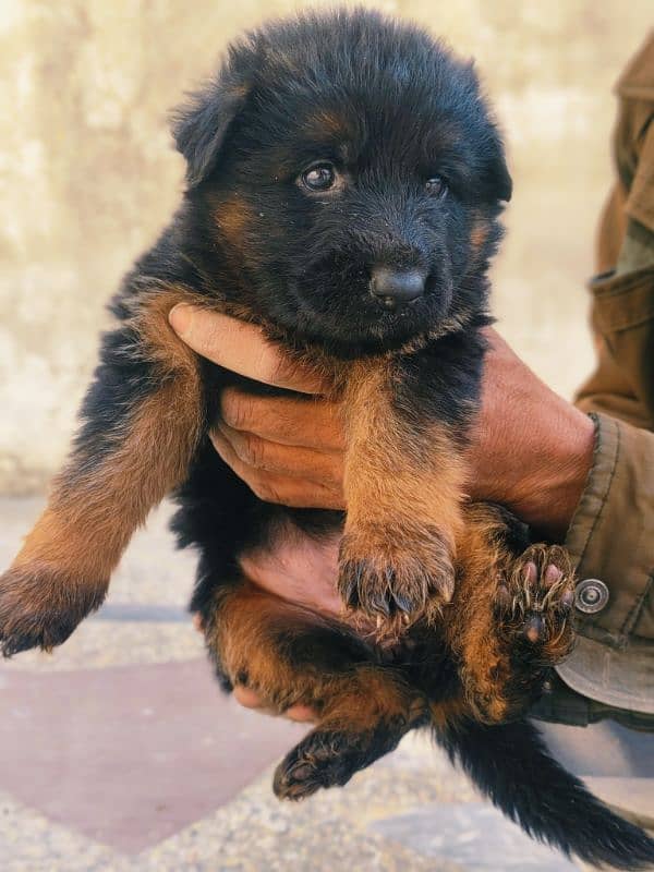 german shepherd puppies 4