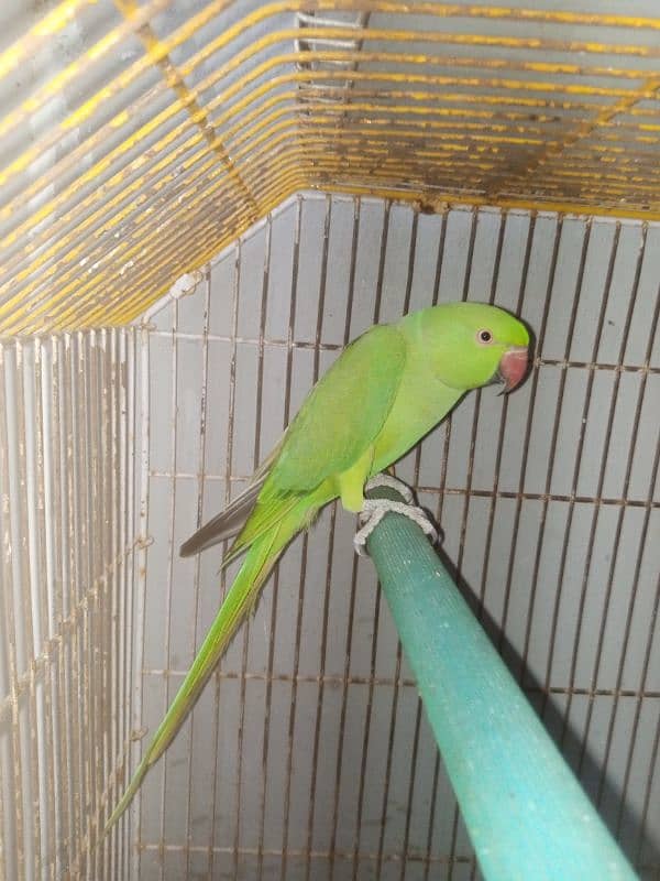 GREEN FEMALE PARROT 0