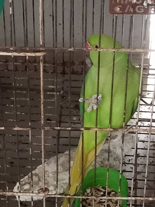 GREEN FEMALE PARROT 1