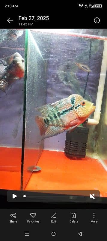 SRD flower horn Male 3