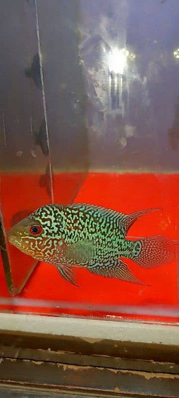 SRD flower horn Male 10