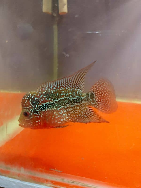 SRD flower horn Male 13