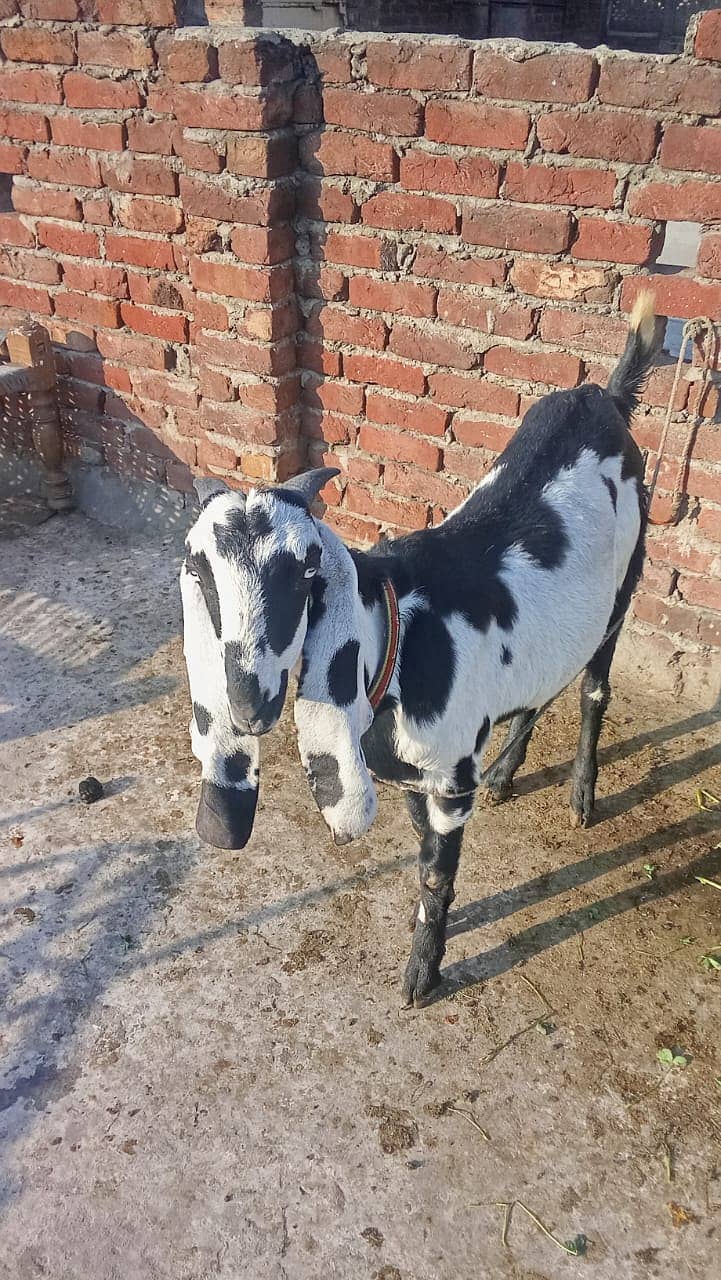 Desi Bakri | Bakri  | دیسی بکری | bacho wali bakri | Goat For Sale 0