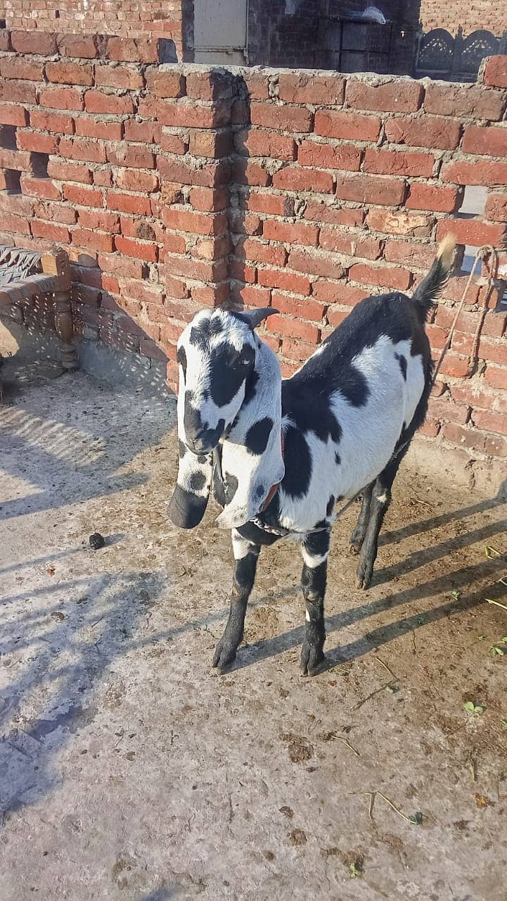 Desi Bakri | Bakri  | دیسی بکری | bacho wali bakri | Goat For Sale 4