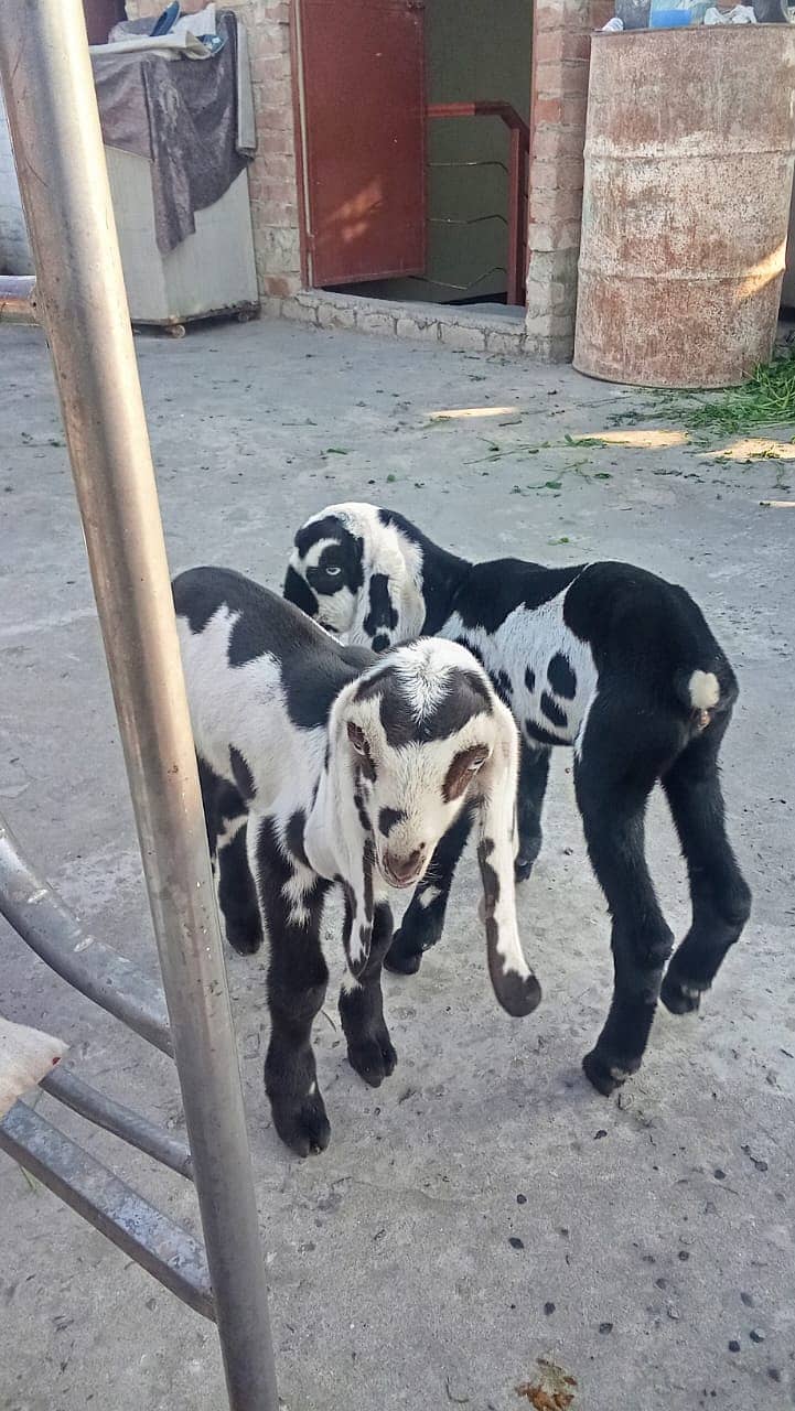 Desi Bakri | Bakri  | دیسی بکری | bacho wali bakri | Goat For Sale 7