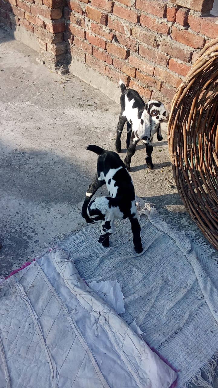 Desi Bakri | Bakri  | دیسی بکری | bacho wali bakri | Goat For Sale 8