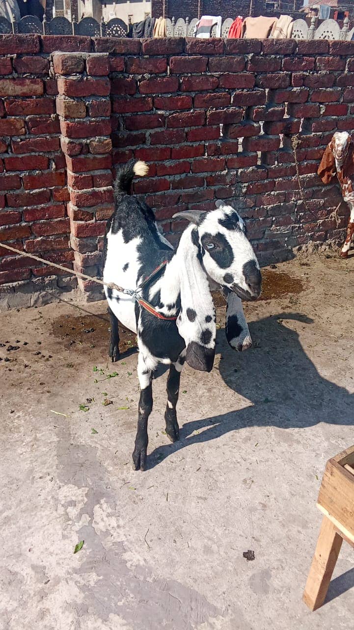 Desi Bakri | Bakri  | دیسی بکری | bacho wali bakri | Goat For Sale 10