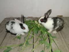 rabbit pair 03224186572