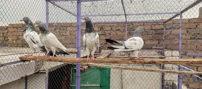 Breeder birds for sale 8