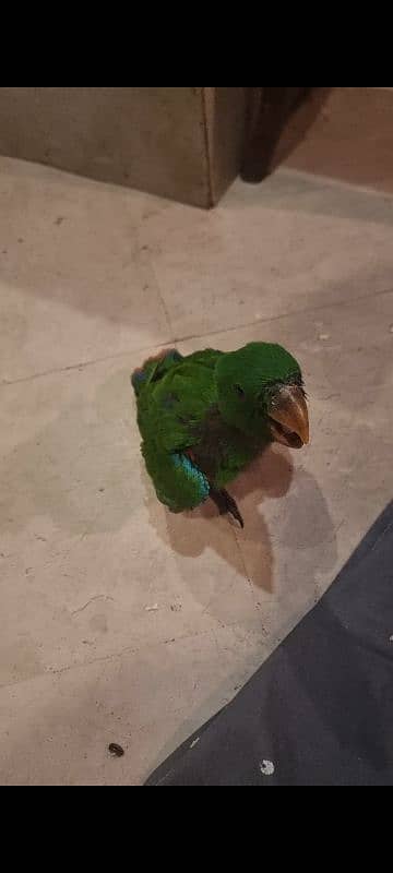 eclectus chick pair 2