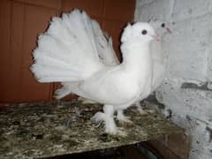 Lakky Kabootar Fancy Pigeon