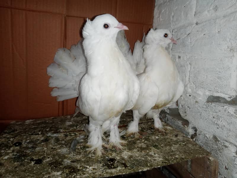 Lakky Kabootar Fancy Pigeon 1