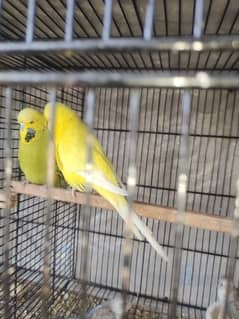 exhibition budgies breeder pair