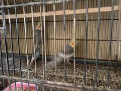 Cockatiel exchange possible with finches