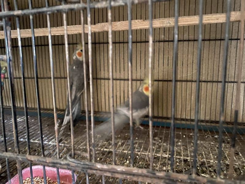 Cockatiel exchange possible with finches 0