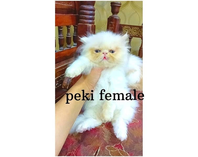 Peki Punch face kittens for sale 0