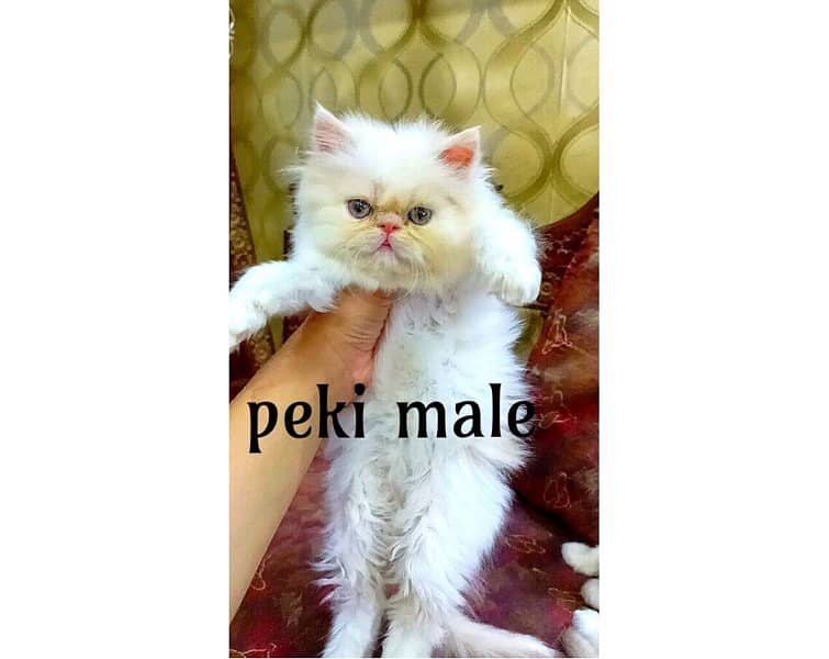 Peki Punch face kittens for sale 1