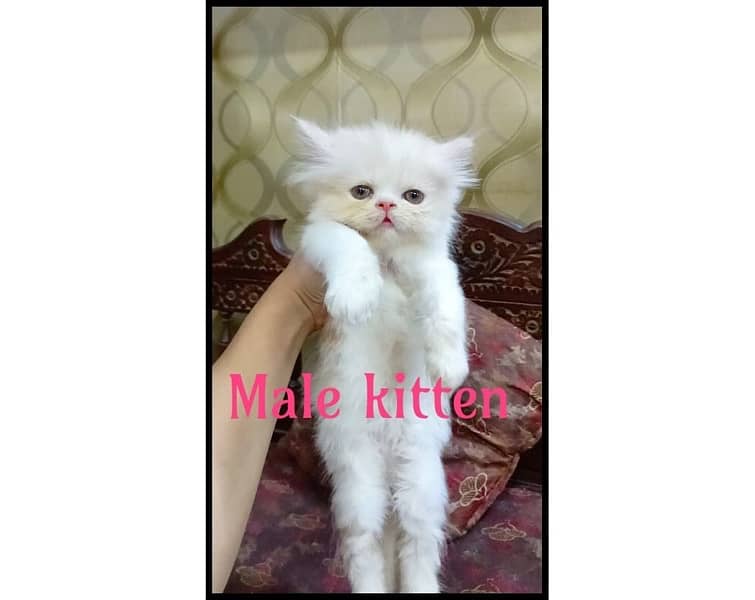 Peki Punch face kittens for sale 2