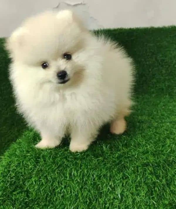 Pomeranian female puppy for sale location Lahore 0