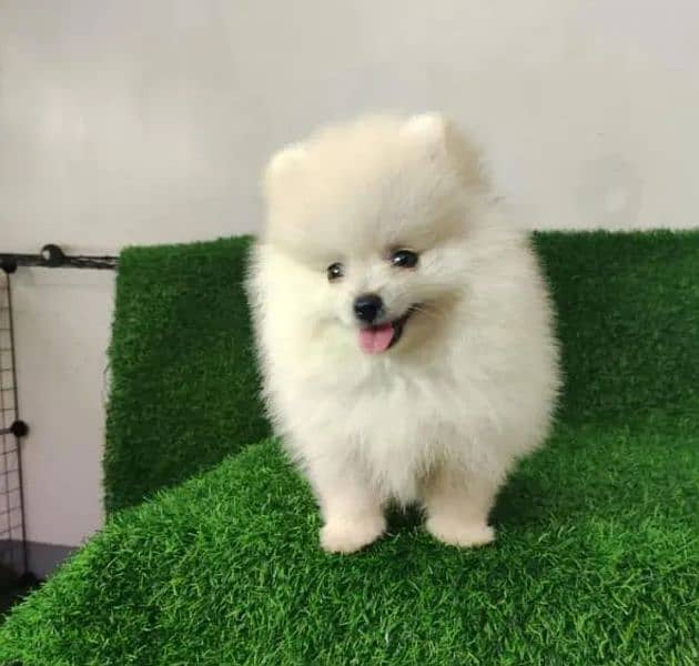 Pomeranian female puppy for sale location Lahore 1