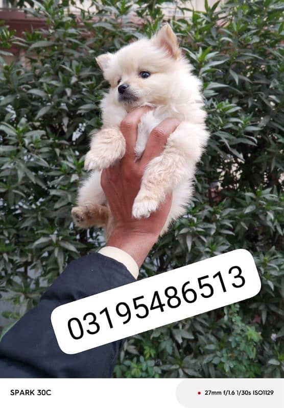 Pomeranian female puppy for sale location Lahore 2