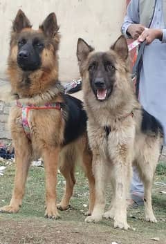 Belgium Shepherd Pair For Sale