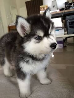 Siberian husky puppies for sale dogs