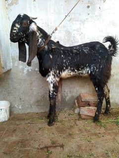 Bakra For Sale