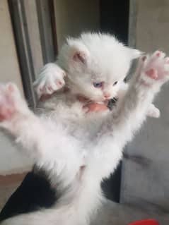 persian white cat kitten pair