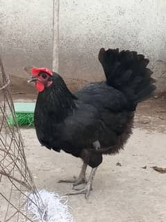 Austrolop hen for sale