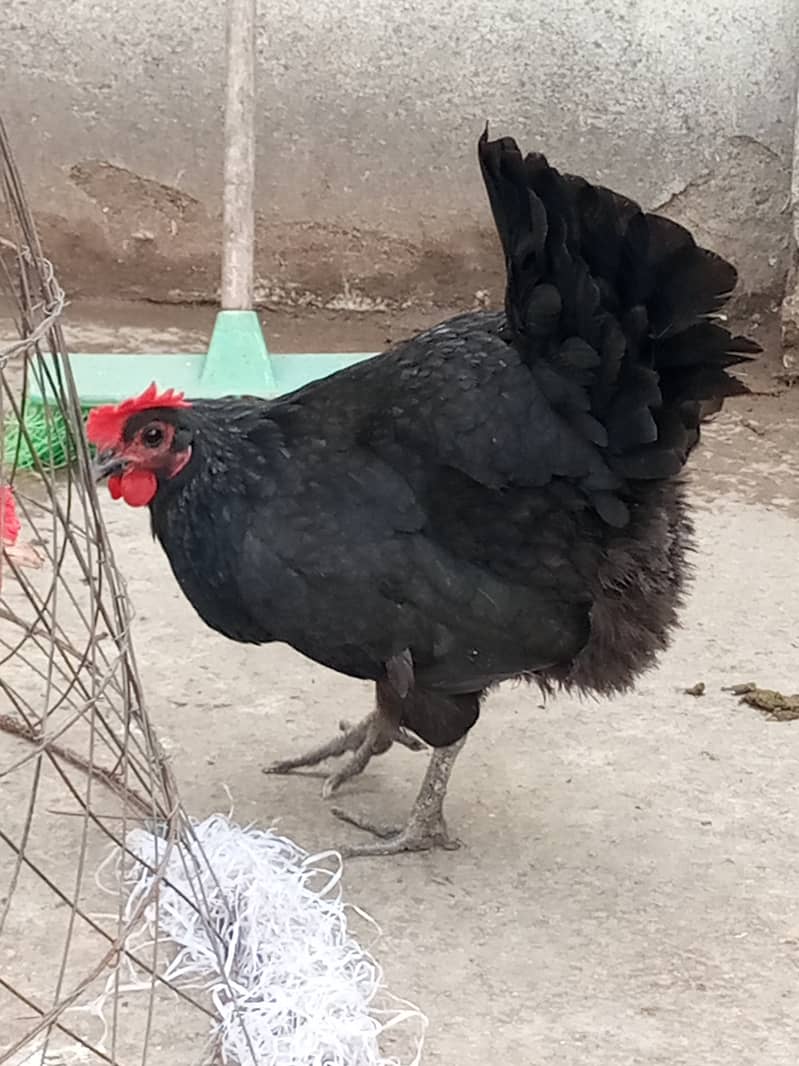 Austrolop hen for sale 1