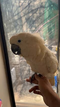 Moluccan Cockatoo