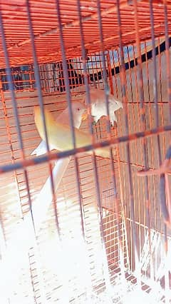 parblu opline pf albino red eye ceremino possibl b2