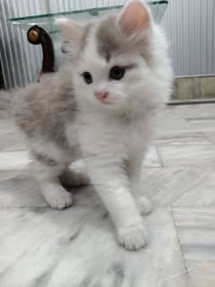 persian kitten for sale