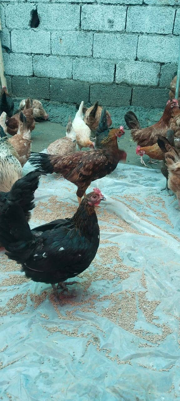 *Golden Misri Chicks |eggs laying hens* | Misri Chicks For Sale 2