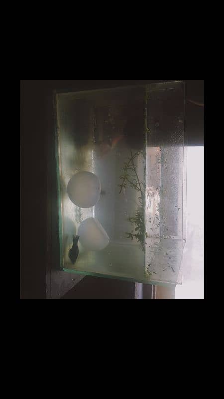 aquarium and fishes for sale ornamental fishes aquarium also for sale 0