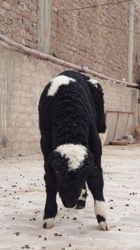 pure khadali  male pair 4