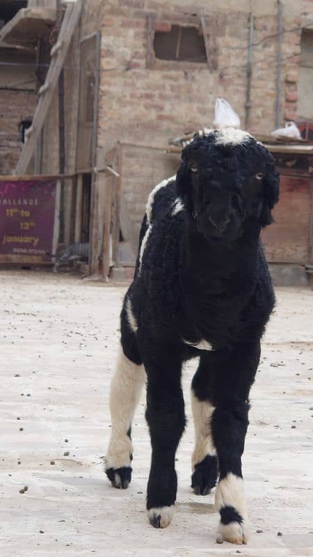 pure khadali  male pair 8