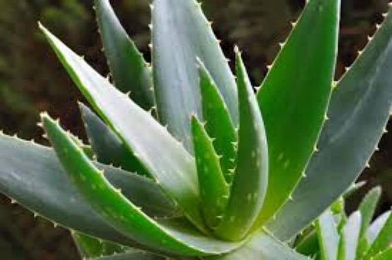 The Green Aloe Vera plant with Garden and fertilization Healthy 2